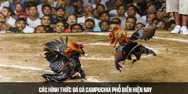 Một số loại hình đá gà Campuchia được ưa chuộng